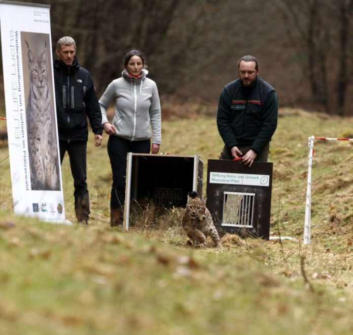 Luchs Luri bei der Freilassung (Foto: Cornelia Arens KLICKFaszination / SNU RLP)