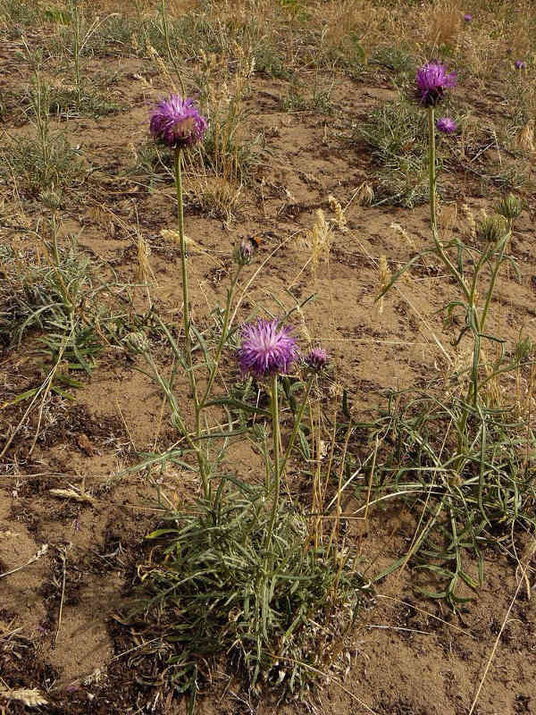 Die Sand-Silberscharte wird angepflanzt (Foto: Botanischer Garten Frankfurt)