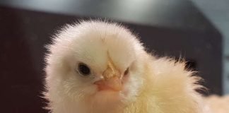 Frisch geschlüpfte Küken im Pfalzmuseum. (Foto: Pfalzmuseum für Naturkunde)