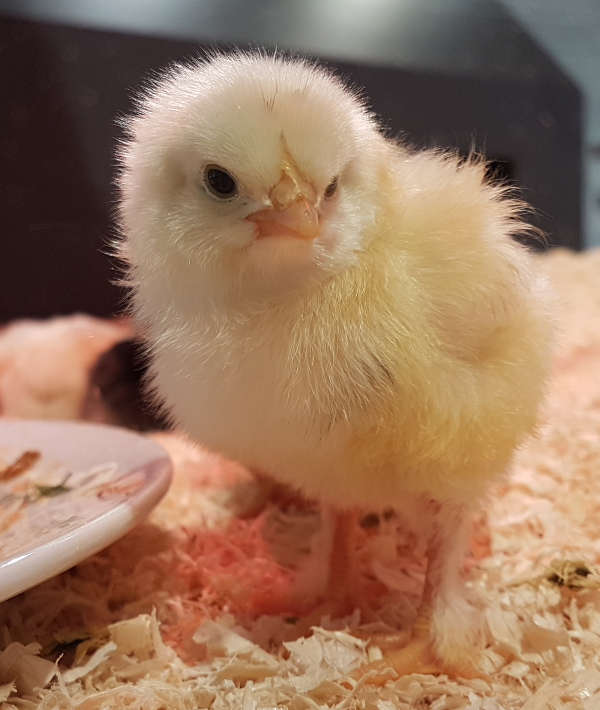 Frisch geschlüpfte Küken im Pfalzmuseum. (Foto: Pfalzmuseum für Naturkunde)