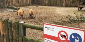 An den Gehegen der Minischweine, Pinselohrschweine und Mähnenschweine im Zoo Landau wurden zusätzlich Warn- und Hinweisschilder bezüglich eines Fütterungsverbotes angebracht. (Foto: Zoo Landau)