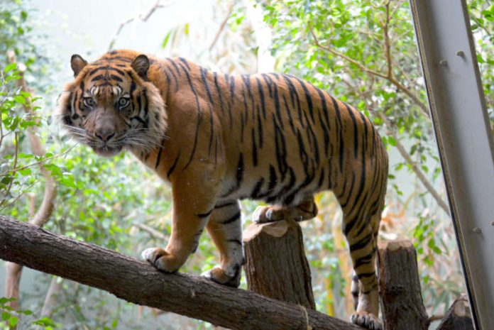 Sumatratiger VANNI (Foto: Winfried Faust)