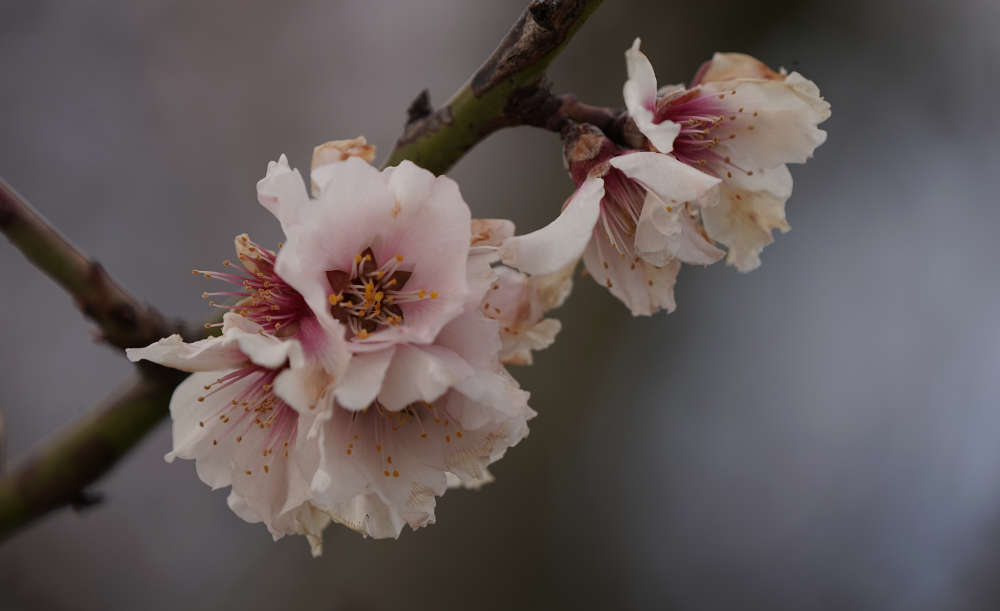 Dieses Jahr war das Wetter nicht förderlich für die Mandelblüten. Viele Blüten sind teilweise abgestorben. (Foto: Holger Knecht)