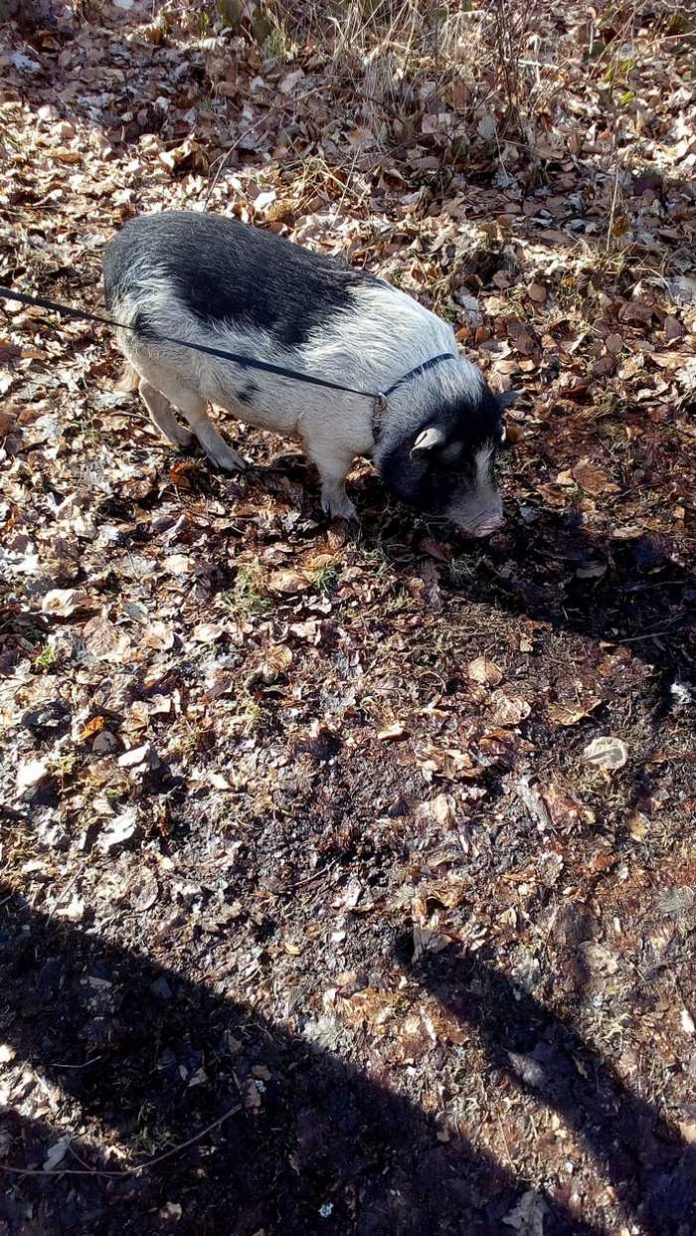 Das entlaufene Hängebauchschwein