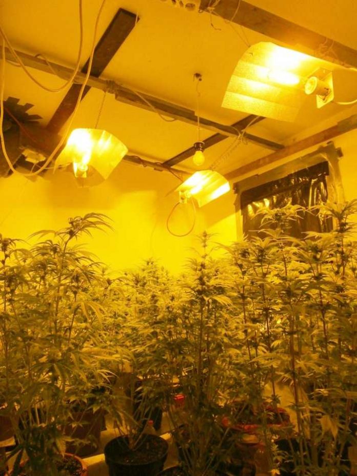Zwei Männer im Alter von 22 und 28 Jahren stehen im Verdacht illegal Cannabis angebaut zu haben.