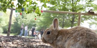 Hase (Foto: Bernhard Kreutzer)