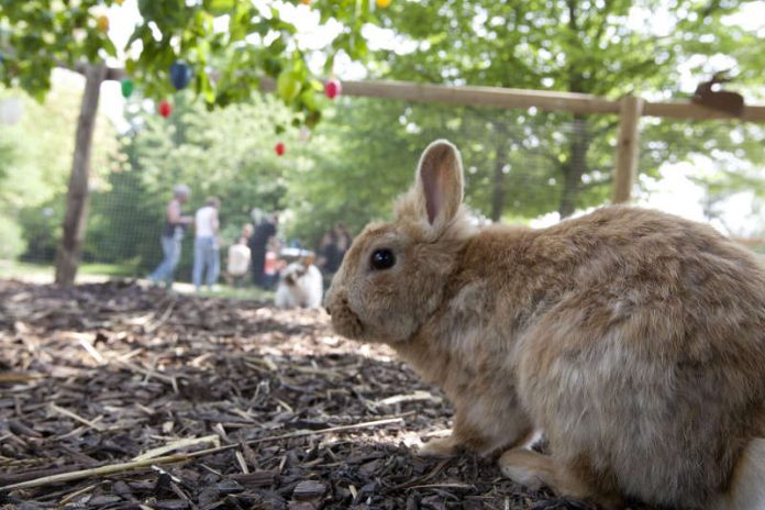 Hase (Foto: Bernhard Kreutzer)