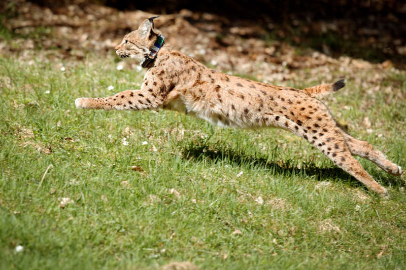 Das Foto der Luchsin Jara (Foto: Cornelia Arens KLICKFaszination / SNU RLP)