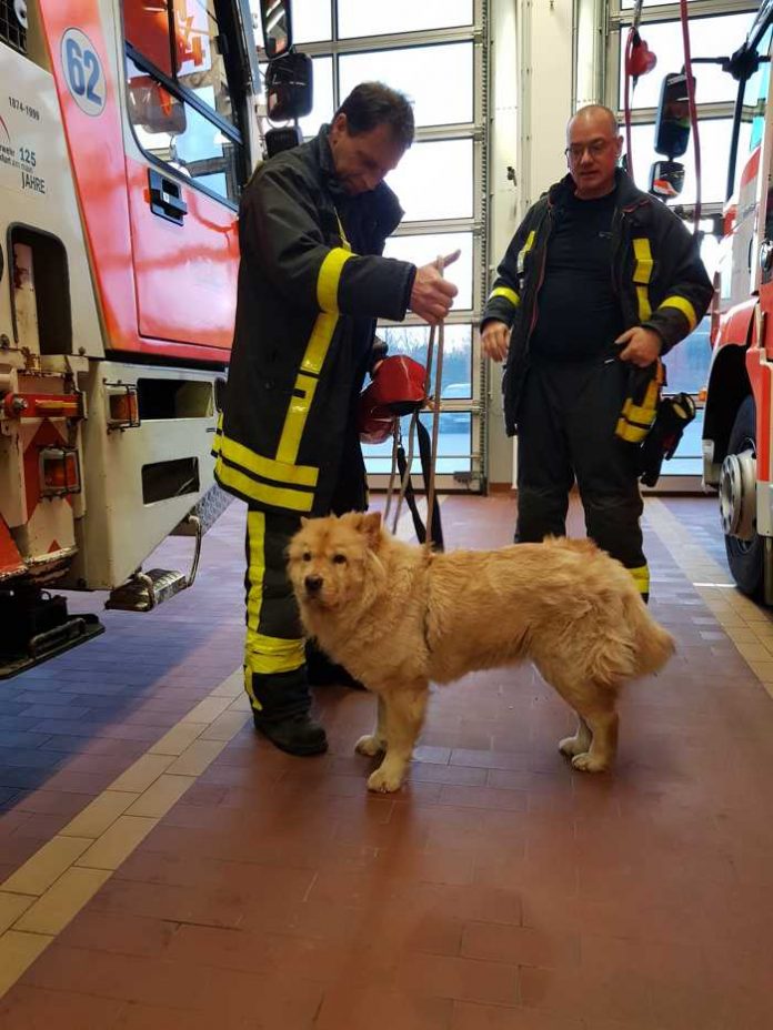 Die befreite Hündin - Feuerwehr Frankfurt am Main Die befreite Hündin - Feuerwehr Frankfurt am Main