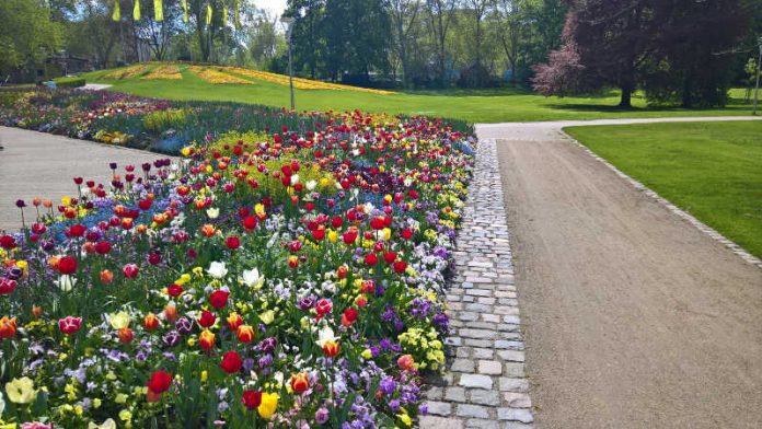 Auch der Luisenpark blüht auf (Foto: Stadt Mannheim)