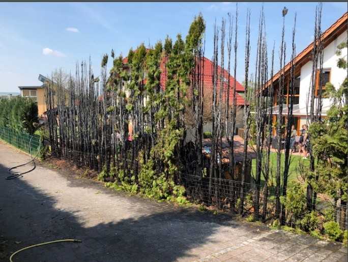 Das sollte eine Unkrautvernichtung werden. Am Ende brannte fast die gesamte Hecke ab