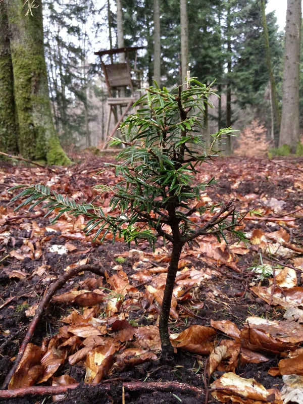 Stark verbissenes junges Weißtännchen im südlichen Landkreis (Foto: Landratsamt Karlsruhe)