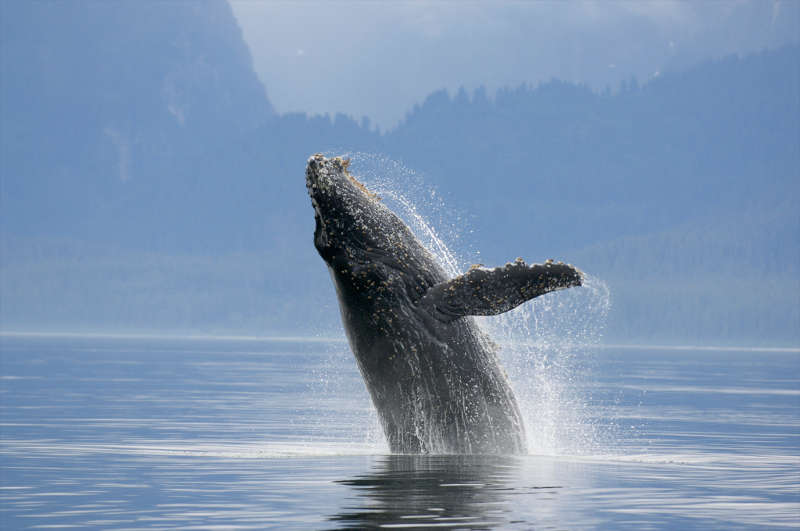 Auch das Genom des Buckelwals wurde untersucht. (Foto: Florian Schulz)