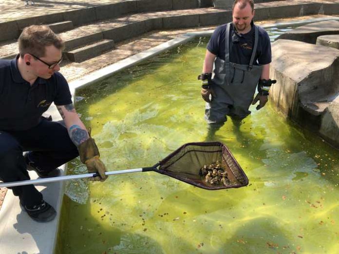 Enten Familie auf Irrwegen Enten Familie auf Irrwegen