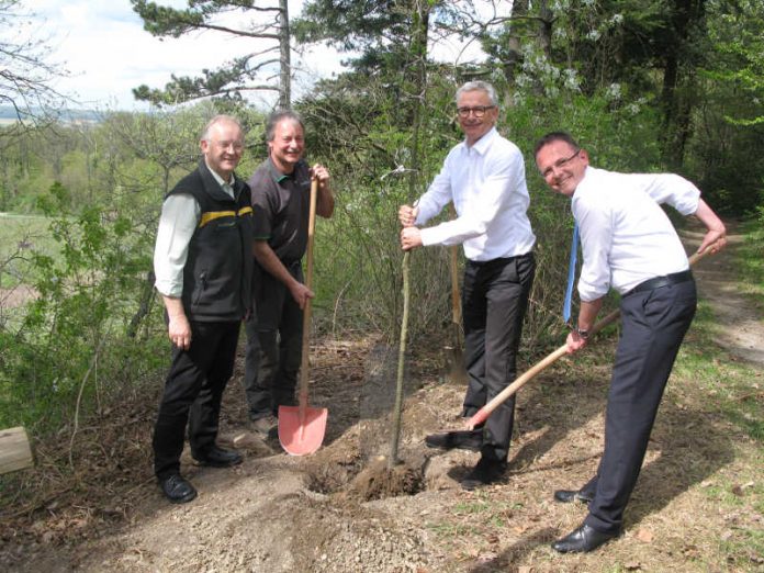 Forstamtsleiter Dr. Bernhard Peichl, Forstrevierleiter Jürgen Bregler, Landrat Dr. Christoph Schnaudigel und Kürnbachs Bürgermeister Armin Ebhart packen tatkräftig zu, um den Baum des Jahres, die Ess-Kastanie, zu pflanzen. (Foto: Landratsamt Karlsruhe)