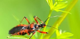 Naturerlebnis Wiesensafari am Internationalen Museumstag (Bild: Pfalzmuseum für Naturkunde)