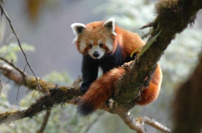 Kleiner Panda (Foto: Peter Prokosch) Kleiner Panda (Foto: Peter Prokosch)