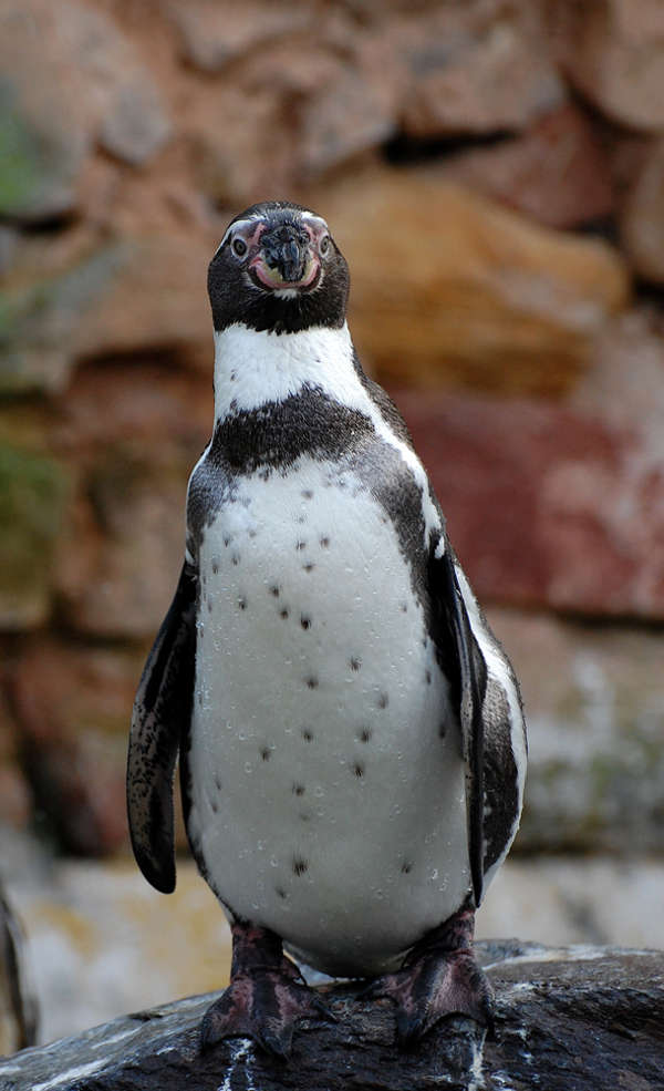 Pinguin (Foto: Marion Bernhardt) Pinguin (Foto: Marion Bernhardt)