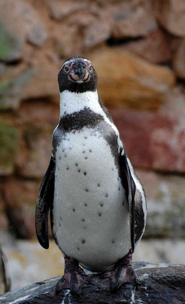 Pinguin (Foto: Marion Bernhardt)