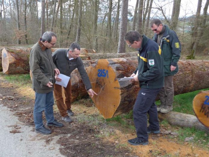 Bürgermeister Roland Burger, der Geschäftsführer der Forstlichen Vereinigung Odenwald-Bauland (FVOB) Helmut Schnatterbeck, Revierleiter Bernhard Linsler und Platzwart Jürgen Günther vor dem wertvollen Stamm aus dem Stadtwald Buchen. (Foto: Landratsamt Neckar-Odenwald-Kreis) Bürgermeister Roland Burger, der Geschäftsführer der Forstlichen Vereinigung Odenwald-Bauland (FVOB) Helmut Schnatterbeck, Revierleiter Bernhard Linsler und Platzwart Jürgen Günther vor dem wertvollen Stamm aus dem Stadtwald Buchen. (Foto: Landratsamt Neckar-Odenwald-Kreis)