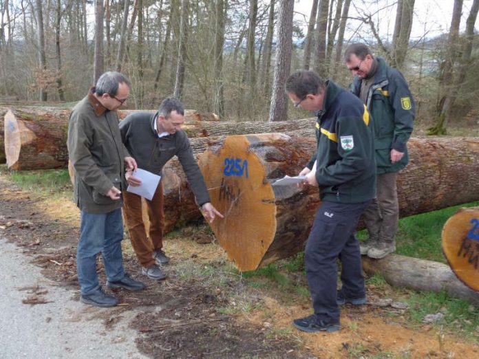 Bürgermeister Roland Burger, der Geschäftsführer der Forstlichen Vereinigung Odenwald-Bauland (FVOB) Helmut Schnatterbeck, Revierleiter Bernhard Linsler und Platzwart Jürgen Günther vor dem wertvollen Stamm aus dem Stadtwald Buchen. (Foto: Landratsamt Neckar-Odenwald-Kreis)