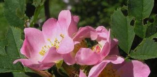 Rosa canina Hundsrose (Foto: Oswald Engelhardt)