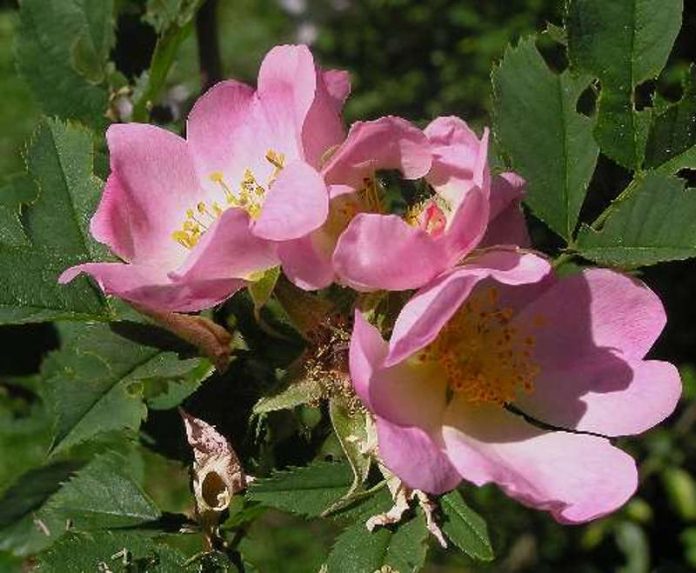 Rosa canina Hundsrose (Foto: Oswald Engelhardt) Rosa canina Hundsrose (Foto: Oswald Engelhardt)