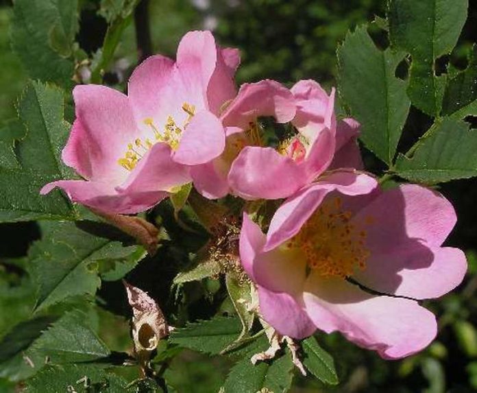 Rosa canina Hundsrose (Foto: Oswald Engelhardt)