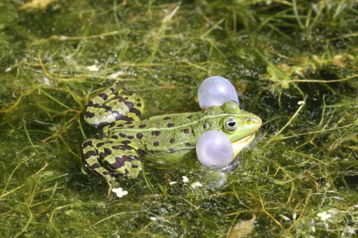 Teichfrosch