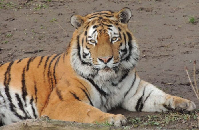 Tiger Igor (Foto: Zooschule Landau)