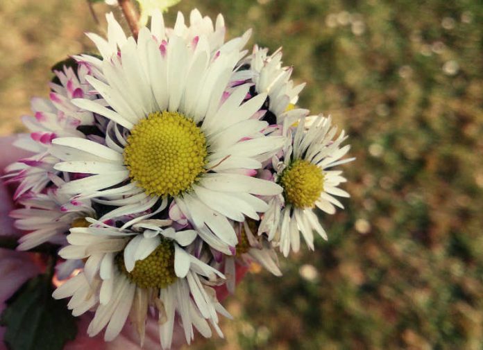 Gänseblümchen Gänseblümchen