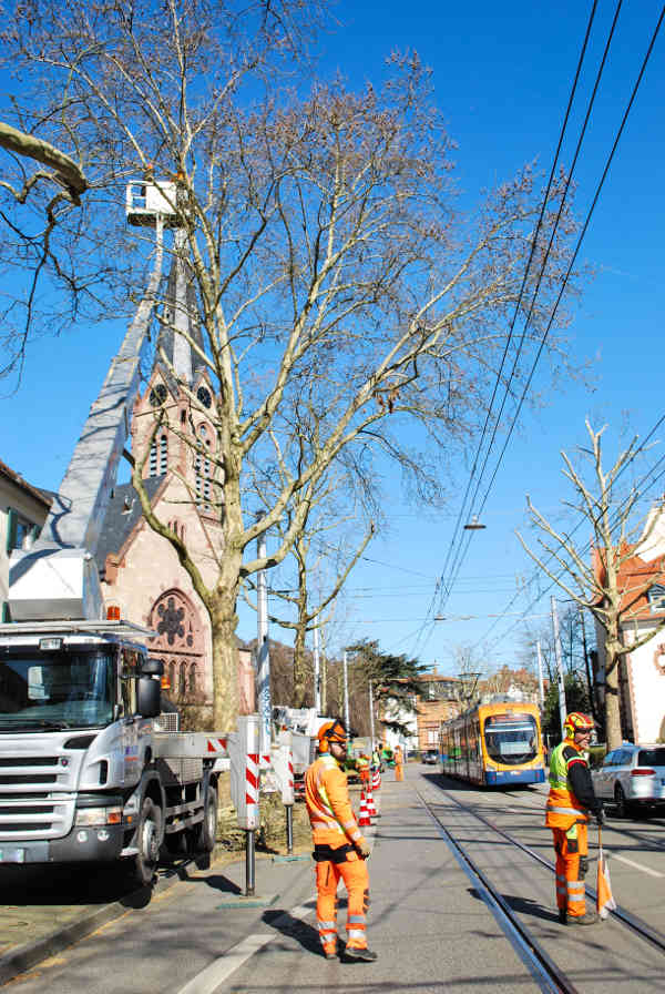 Mitarbeiter des Landschafts- und Forstamts sichern die Handschuhsheimer Landstraße, während in den Baumkronen der Platanen geschnitten wird. (Foto: Stadt Heidelberg)