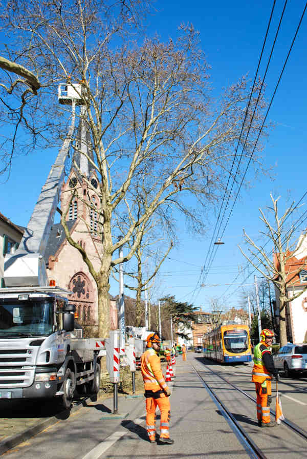Mitarbeiter des Landschafts- und Forstamts sichern die Handschuhsheimer Landstraße, während in den Baumkronen der Platanen geschnitten wird. (Foto: Stadt Heidelberg) Mitarbeiter des Landschafts- und Forstamts sichern die Handschuhsheimer Landstraße, während in den Baumkronen der Platanen geschnitten wird. (Foto: Stadt Heidelberg)