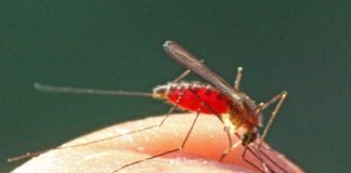 Anopheles-Mücken können Malaria-Erreger übertragen. (Foto: Becker)
