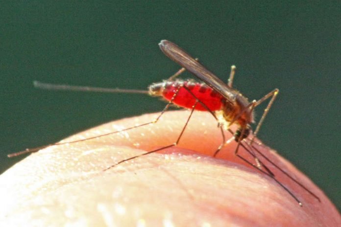 Anopheles-Mücken können Malaria-Erreger übertragen. (Foto: Becker)