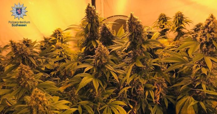 Sichergestellte Cannabispflanzen