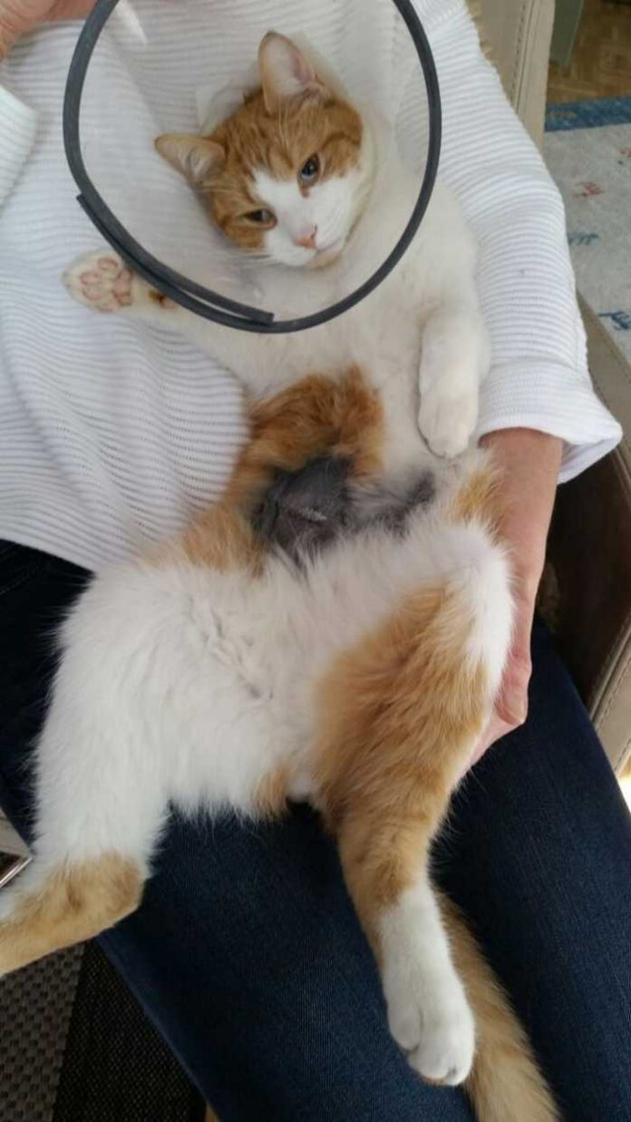 Ist auf dem Weg der Besserung - Kater Ludwig in Lützelsachsen - Unbekannte haben ihn mit einem Luftdruckgewehr beschossen Ist auf dem Weg der Besserung - Kater Ludwig in Lützelsachsen - Unbekannte haben ihn mit einem Luftdruckgewehr beschossen