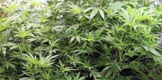 Cannabisaufzuchtanlage in Ebertsheim sicher