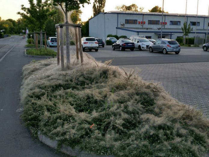 „Kunstwerk“ einer Gespinstmotte (Foto: Stadtverwaltung Ingelheim)