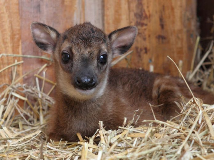 Tierbaby (Foto: Zooschule Landau/Thorsten Schmeing