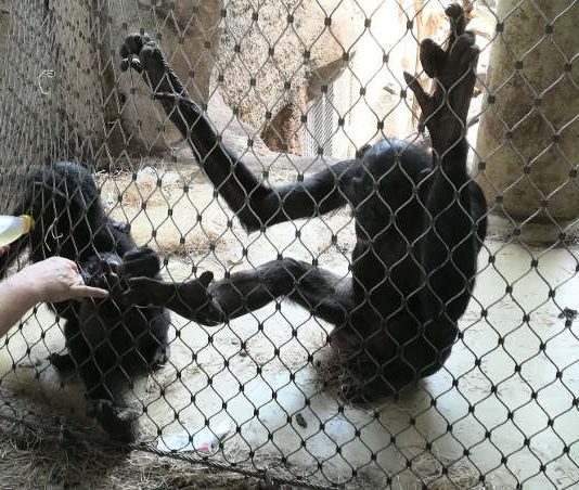 XHOSA wird am Netz gefüttert (Foto: Zoo Frankfurt)