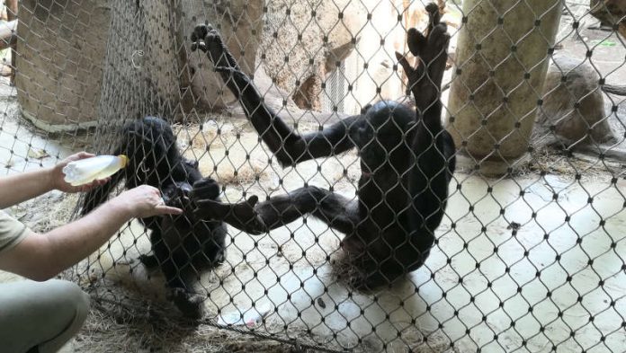 XHOSA wird am Netz gefüttert (Foto: Zoo Frankfurt)