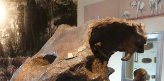 Schädel Dinotherium, Eppelsheim (Foto: privat / Tourist Information Alzeyer Land)