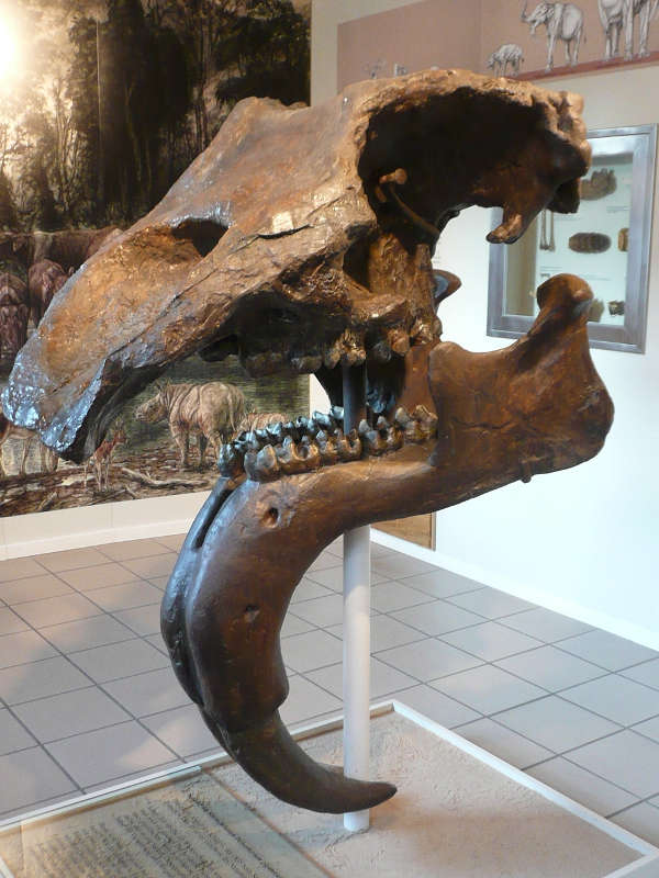 Schädel Dinotherium, Eppelsheim (Foto: privat / Tourist Information Alzeyer Land) Schädel Dinotherium, Eppelsheim (Foto: privat / Tourist Information Alzeyer Land)