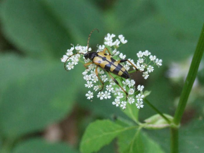 Gefleckter Schmalbock, Rutpela maculata (Foto: Lydia Betz, HLMD