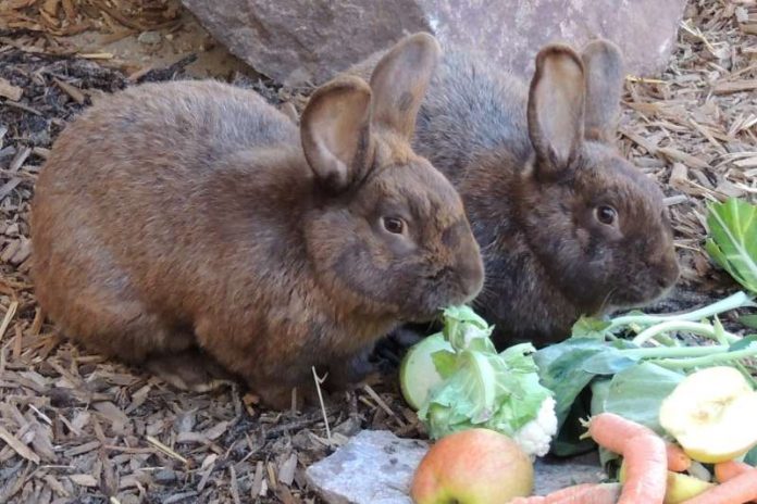 Im Streichelzoo des Zoo Landau in der Pfalz leben „Deutsche Großsilberkaninchen“. Es handelt sich um eine bedrohte Haustierrasse, an deren Zuchtbuch sich der Zoo ebenfalls beteiligt. (Foto: Zoo Landau)