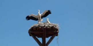 Einladung zu den Storchentouren