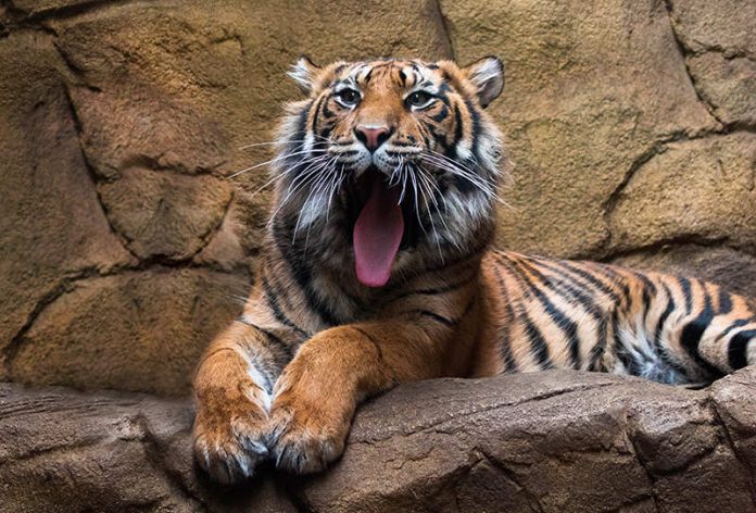 Die zweijährige Karis ist aus dem ZSL London Zoo in den Zoo Heidelberg gezogen. (Foto: ZSL)