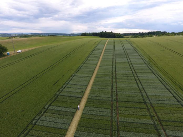 Luftaufnahme des Versuchsfeldes mit den einzelnen Versuchsparzellen (Foto: Landratsamt Karlsruhe)