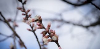 Mandelblüten (Foto: Polizei RLP)